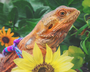 Orange Bearded Dragon wearing Harness with Flowers