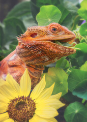 Orange Bearded Dragon with Flowers
