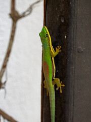 Gekko
