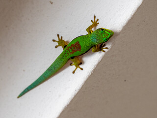 Gekko