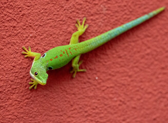 Gekko