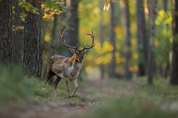 Daniel zwyczajny (Dama dama) © Bartosz Rakoczy