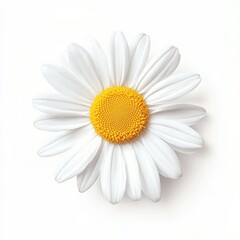 A daisy flower with a bright yellow center, minimalistic design, simple and clean white petals, isolated on white background