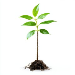 A small tree seedling, nature's growth, photorealistic detail with tender green leaves and roots, isolated on white background