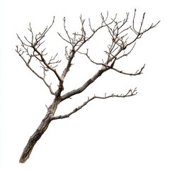 A bare tree branch, minimalistic design, no leaves, rough brown texture, isolated on white background