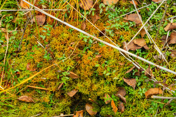 green moss thrives on the forest floor with fallen leaves, tiny plants and cranberry leaves. This...