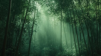 Obraz premium Misty Bamboo Forest with Traditional Torii Gate.