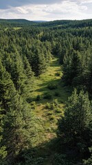 Aerial view of a tall evergreen tree surrounded by a dense forest in the morning light