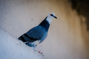 pigeon - unusual color on thr street