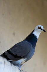 pigeon - unusual color on thr street
