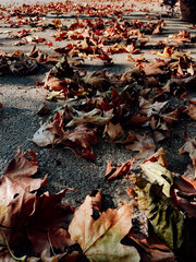 autumn leaves on the ground