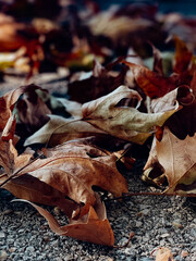 autumn leaves on the ground