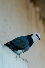 pigeon - unusual color on thr street