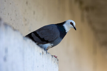 pigeon - unusual color on thr street