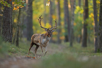 Daniel zwyczajny (Dama dama) © Bartosz Rakoczy