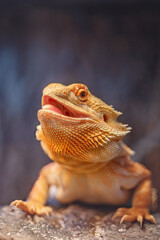 Orange Male Bearded Dragon