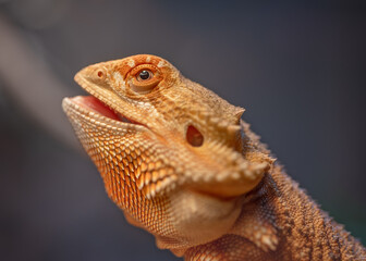 Orange Male Bearded Dragon