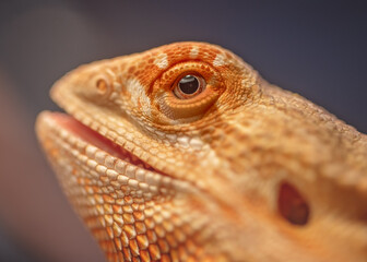 Orange Male Bearded Dragon