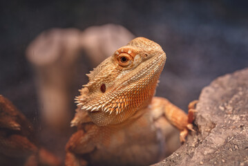 Orange Male Bearded Dragon