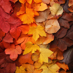 A vibrant collection of autumn leaves in various shades of red, orange, and yellow, layered together to create a colorful display of fall foliage.