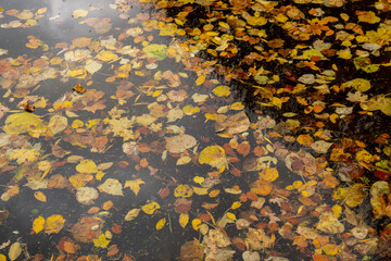 Autumn leaves float on the surface of the water. Fallen autumnal leaves on surface of lake. Nature's landscape Fallen orange leaf is sailing on dark lake water level. 