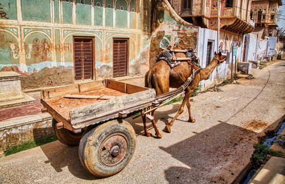 Camel pulling loads in Mandawa, Rajasthan
