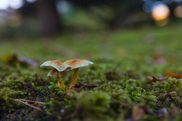 common sulphur tuft mushroom Hypholoma fasciculare