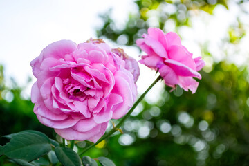 Pink rose captures nature’s delicate beauty in full detail, showcasing each petal’s intricate, romantic charm up close and embodying grace in every soft layer