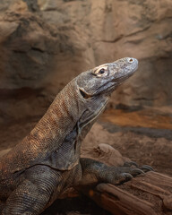 Male Komodo Dragon 