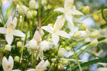 Amidst the blooming Cork Tree, a lively scene unfolds as insects gather, creating a natural harmony among the delicate flowers. The blossoms are abuzz with pollinators