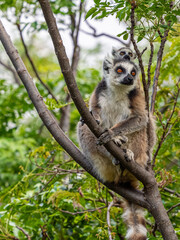 Katta