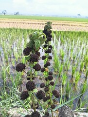 Does this look like vineyard?