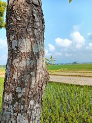 tree trunk with leaves