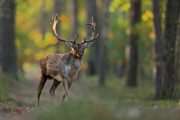 Daniel zwyczajny (Dama dama) © Bartosz Rakoczy