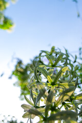 From an upward angle, clusters of Purple Wreath blossoms reach gracefully toward the clear blue sky, each delicate detail accentuating their natural beauty as they rise with elegance and precision