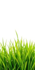 Lush green grass isolated on a clean white background, white, outdoors