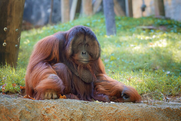 Male Orangutan  © Crystal