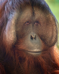 Male Orangutan  © Crystal