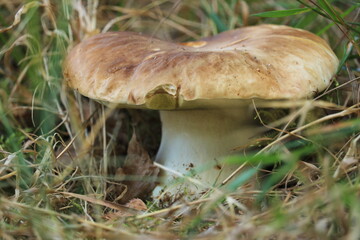 Borowik
