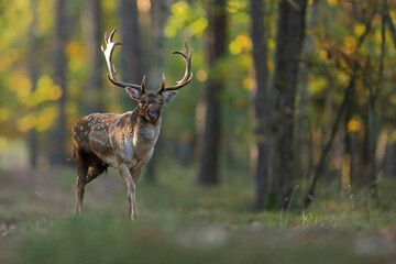 Daniel zwyczajny (Dama dama) © Bartosz Rakoczy