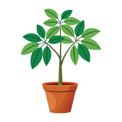 vector houseplant young schefflera a potted plant