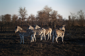 zebras in the savannah