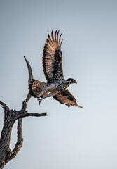 eagle in flight