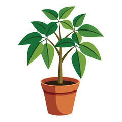 vector houseplant young schefflera a potted plant