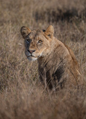 Lioness
