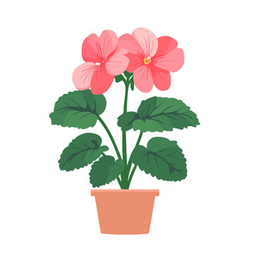 pink geranium flowers in terracotta pot clip art preview