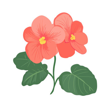 coral flowers green leaves white background clip art preview