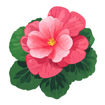 Begonia clip art preview