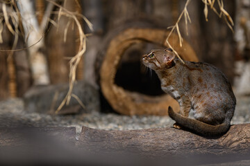 Ceylon cat bred in captivity.
