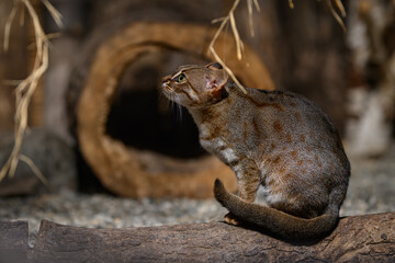 Ceylon cat bred in captivity.
